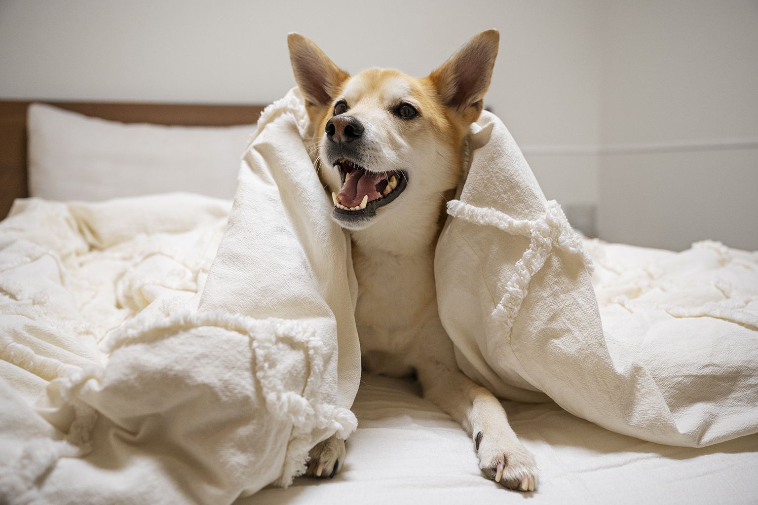 Sharing bed with outlet dog